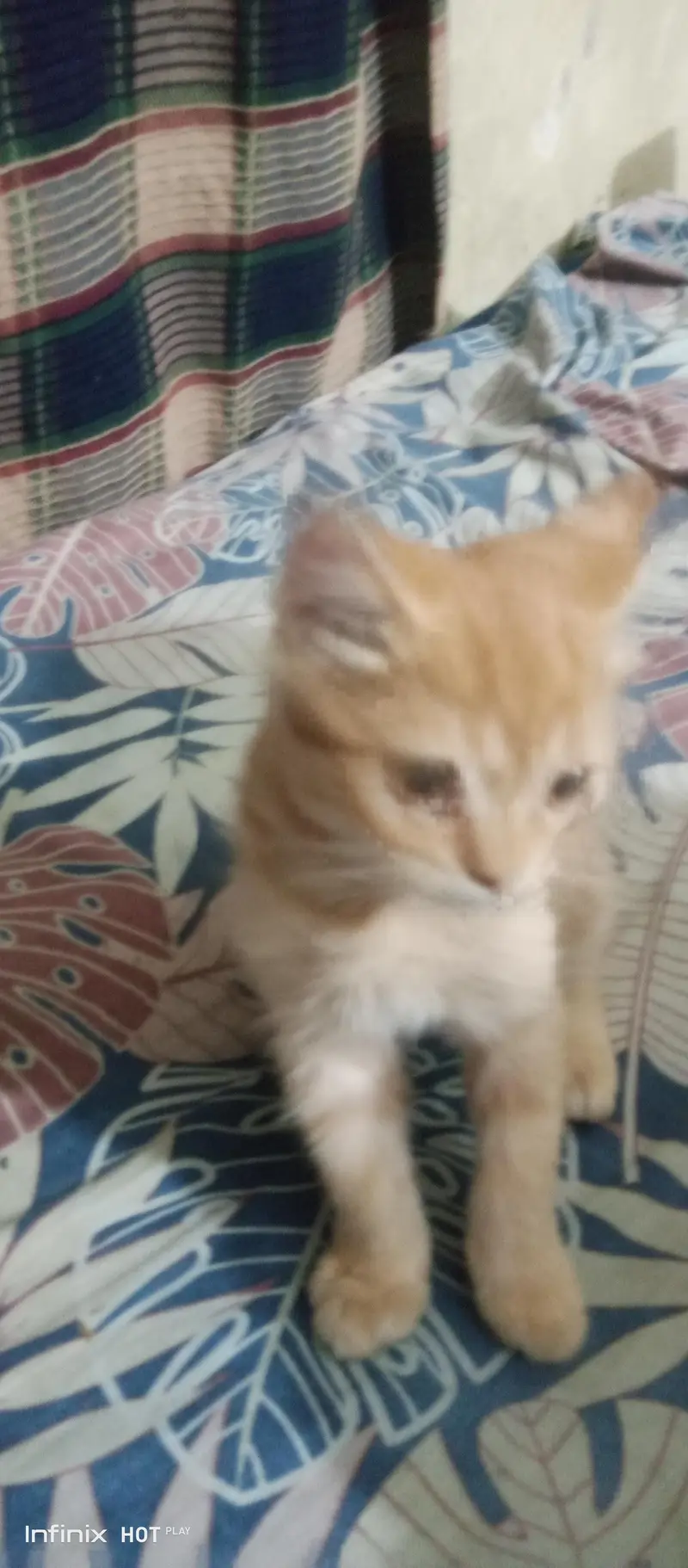 Persian Cat Male — photo 2