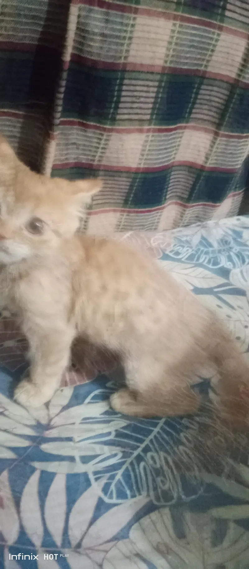 Persian Cat Male — photo 3