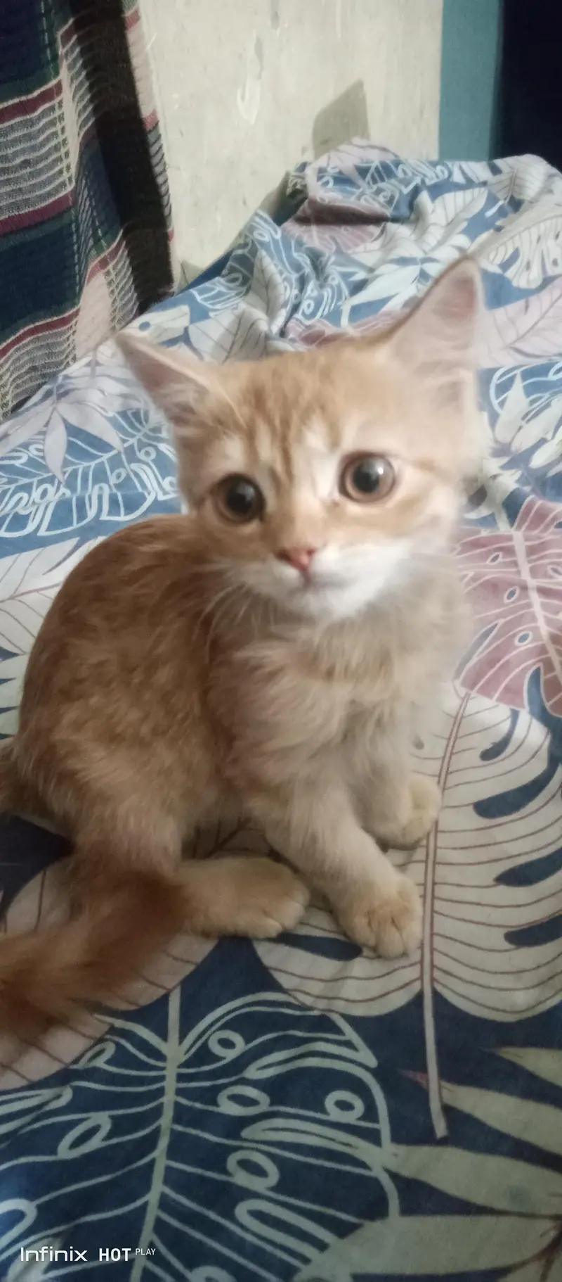 Persian Cat Male — photo 4