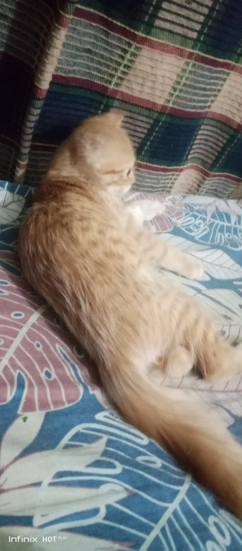 Persian Cat Male — photo 5