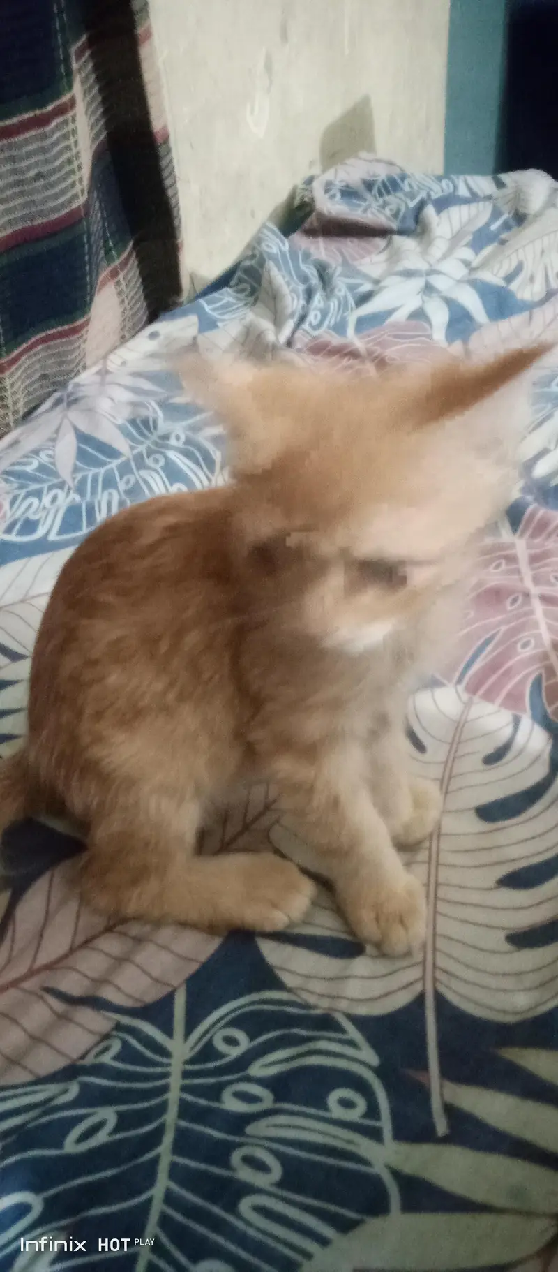 Persian Cat Male — photo 6
