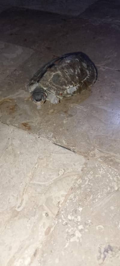 turtles