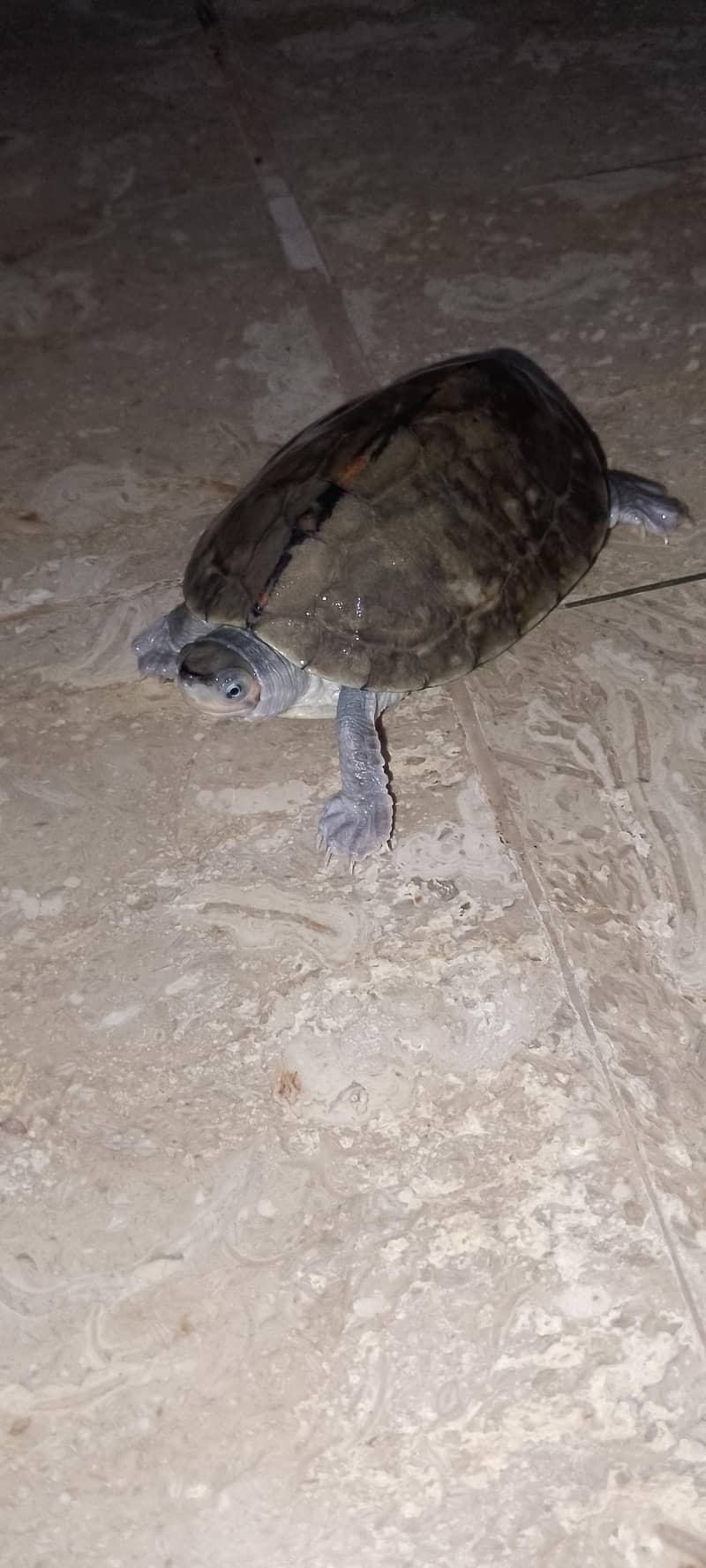 turtles 1