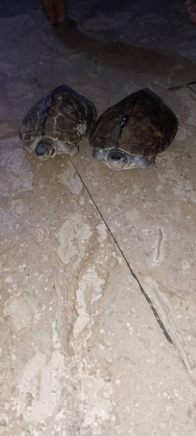 turtles 2