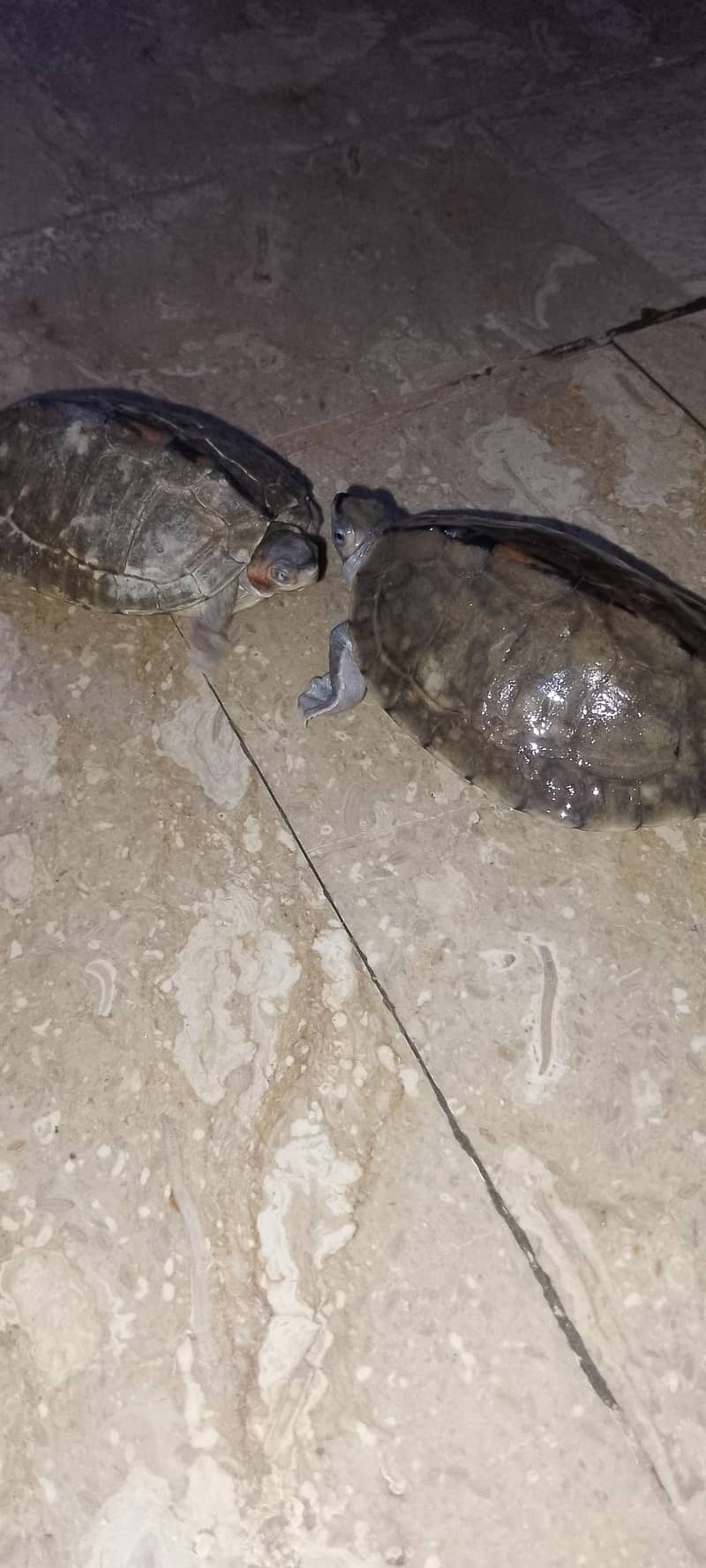 turtles 3