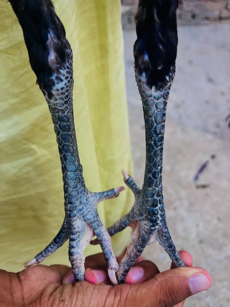 Pure Thai pkoye pathy — photo 5
