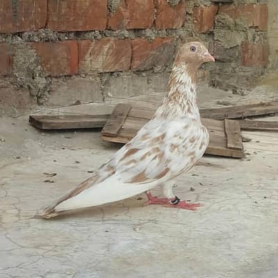 perwazi  garanti wala Galwa Indian Male