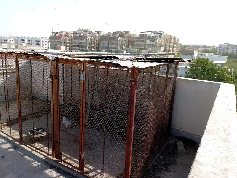 piegon cage for sale — photo 3
