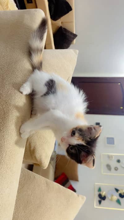 Semi Persian kittens
