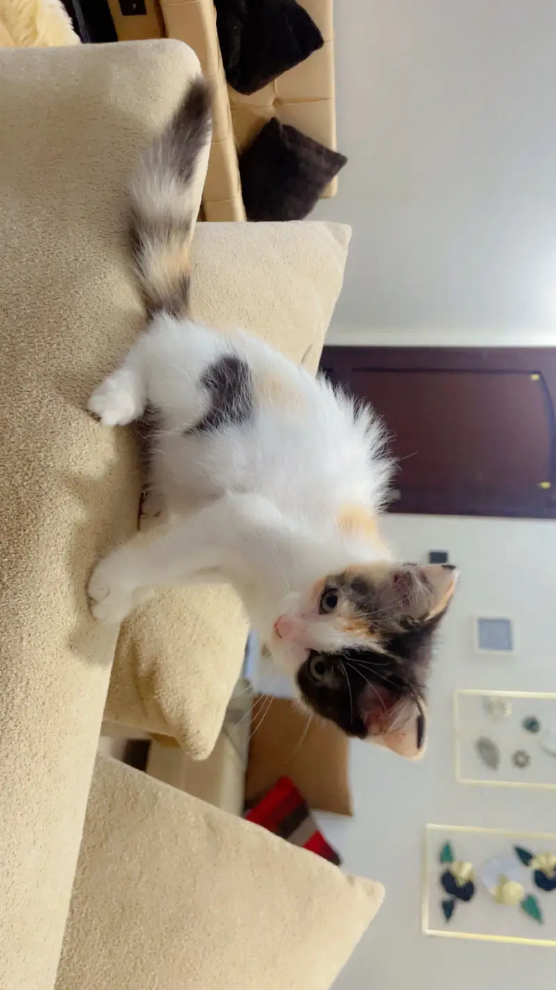Semi Persian kittens