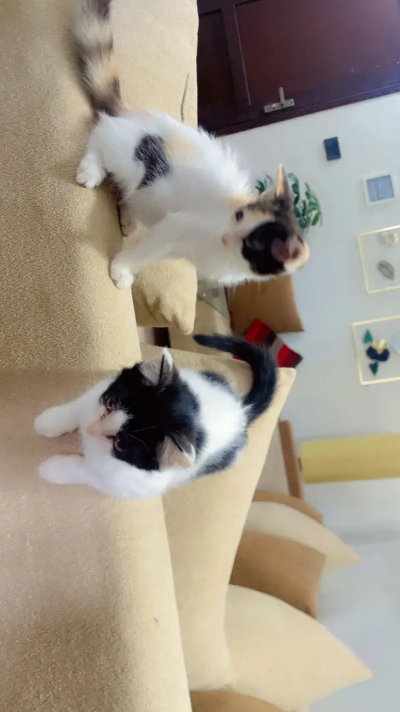 Semi Persian kittens — photo 2