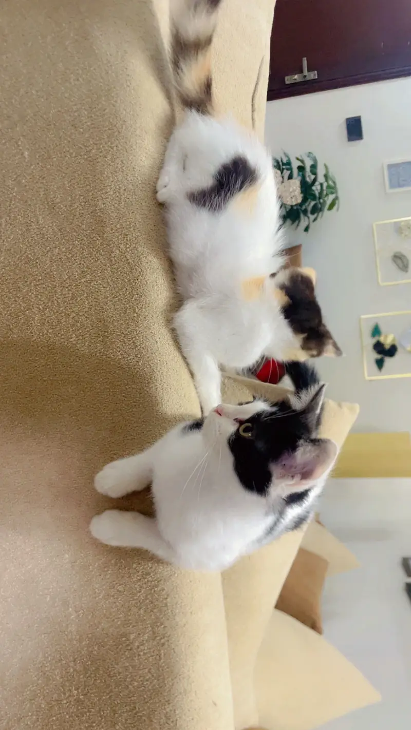 Semi Persian kittens — photo 3
