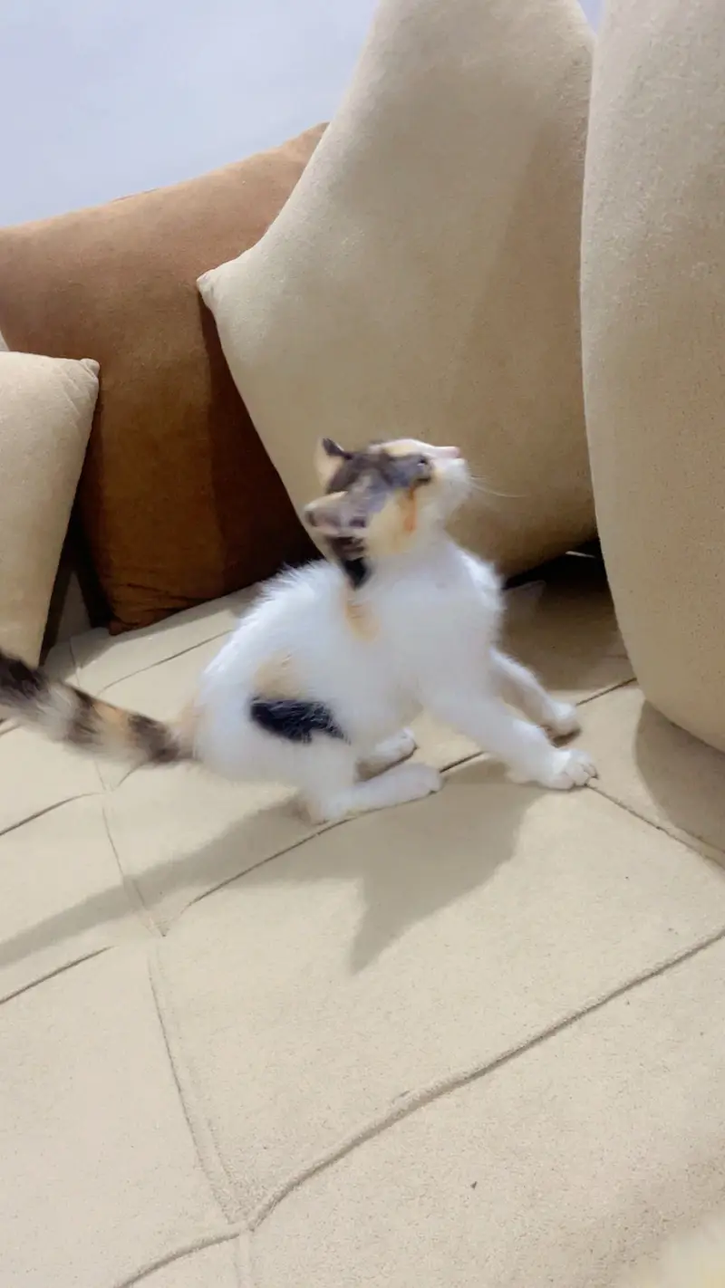 Semi Persian kittens — photo 4
