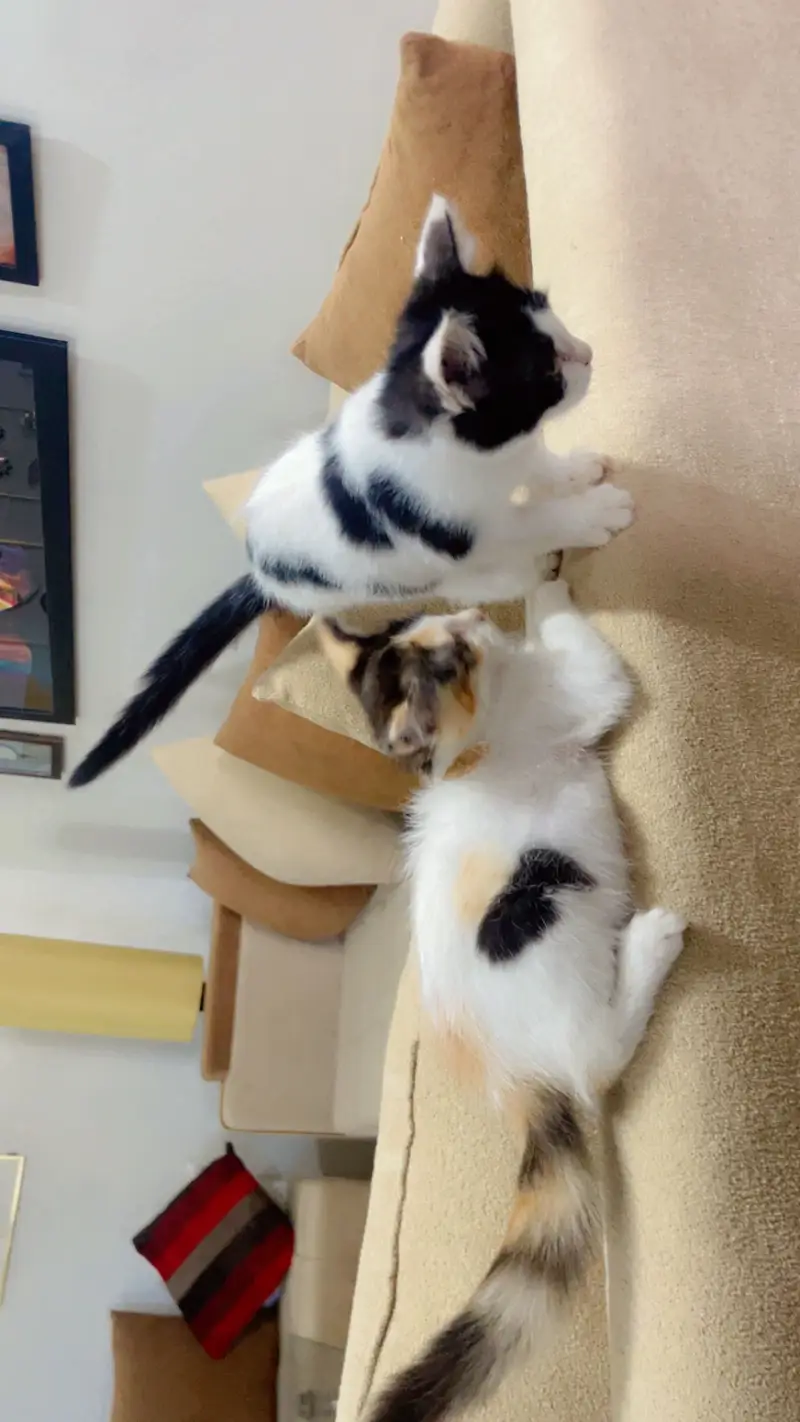 Semi Persian kittens — photo 5