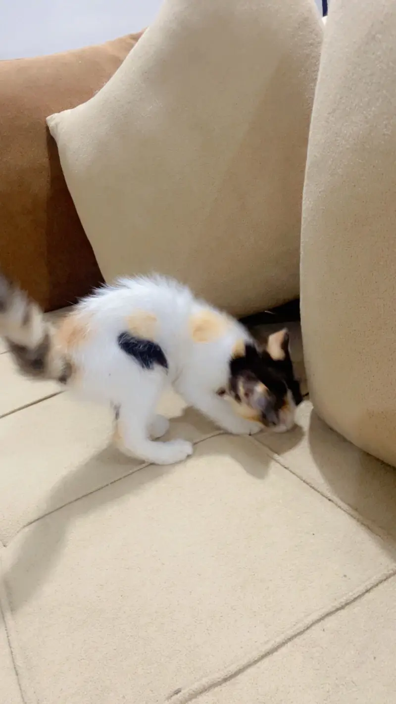 Semi Persian kittens — photo 6