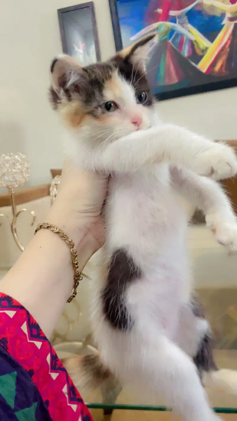 Semi Persian kittens — photo 8