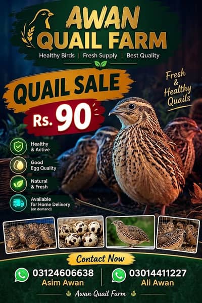quail meat per pice 90
