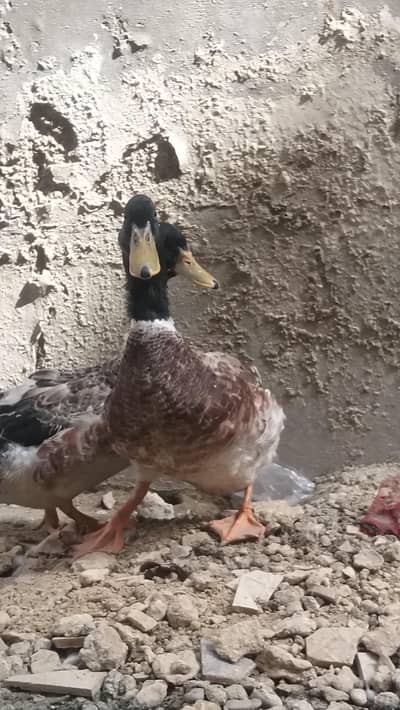 SPECIAL OFFER LIMITED TIME!!! PREMIUM QUALITY DUCKS PAIR AVAILIBLE!!