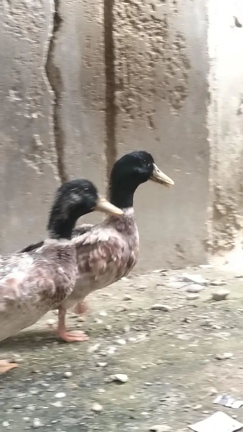 SPECIAL OFFER LIMITED TIME!!! PREMIUM QUALITY DUCKS PAIR AVAILIBLE!! — photo 2