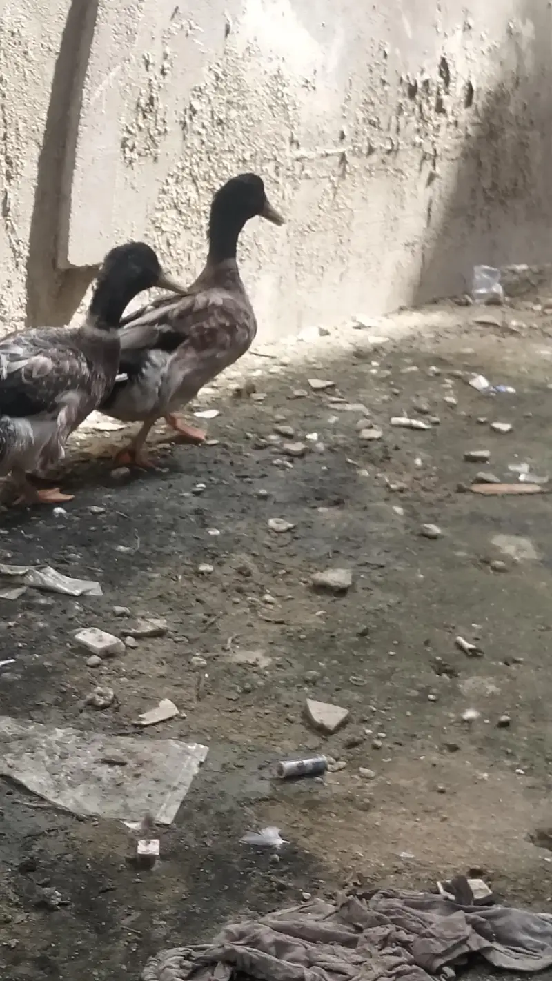 SPECIAL OFFER LIMITED TIME!!! PREMIUM QUALITY DUCKS PAIR AVAILIBLE!! — photo 3