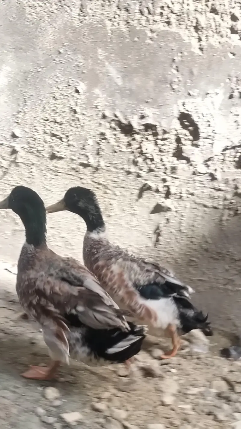 SPECIAL OFFER LIMITED TIME!!! PREMIUM QUALITY DUCKS PAIR AVAILIBLE!! — photo 5