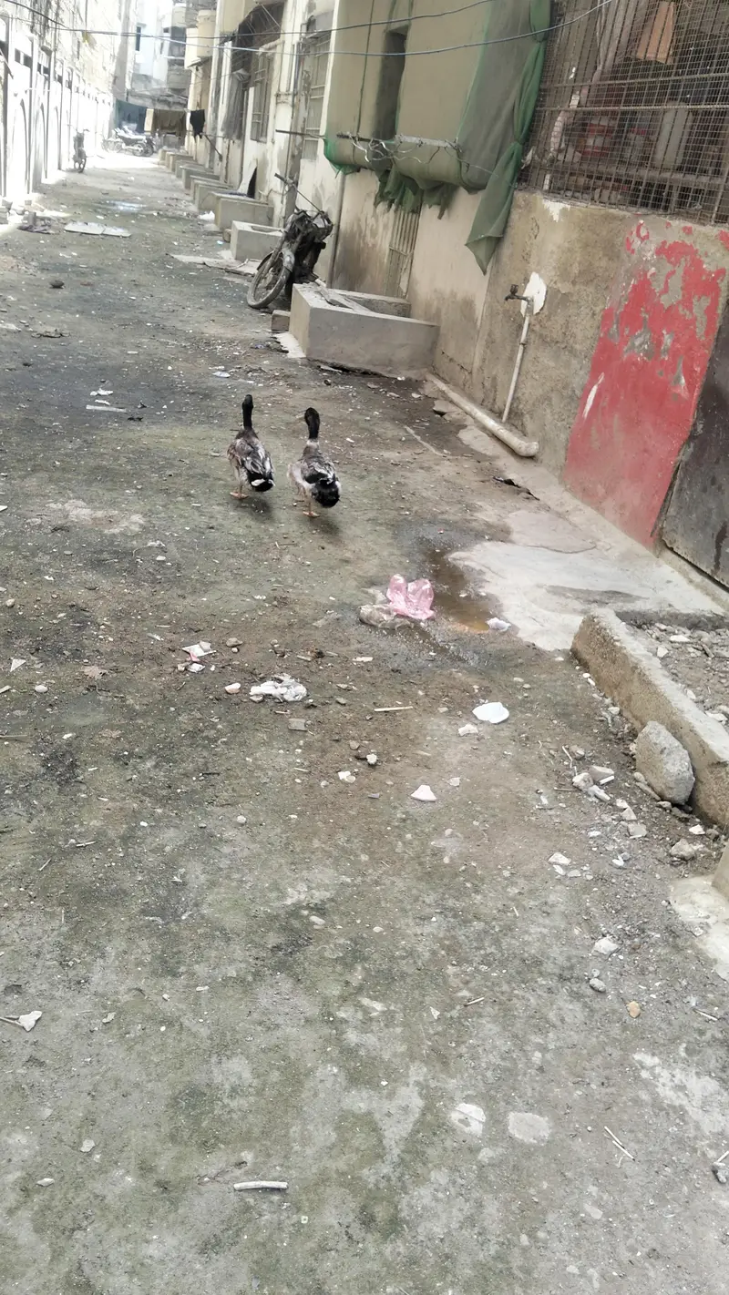SPECIAL OFFER LIMITED TIME!!! PREMIUM QUALITY DUCKS PAIR AVAILIBLE!! — photo 6
