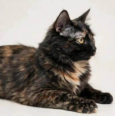 blacki cat fimle triple cote prison 03181833788
