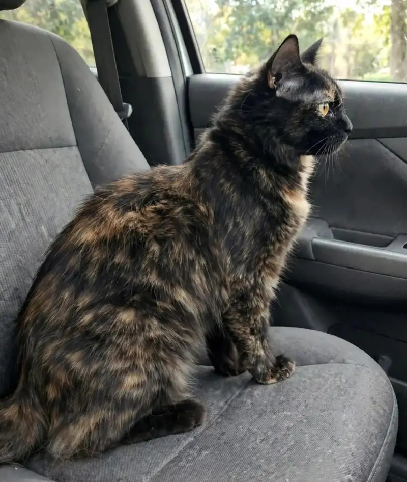 blacki cat fimle triple cote prison 03181833788 — photo 2