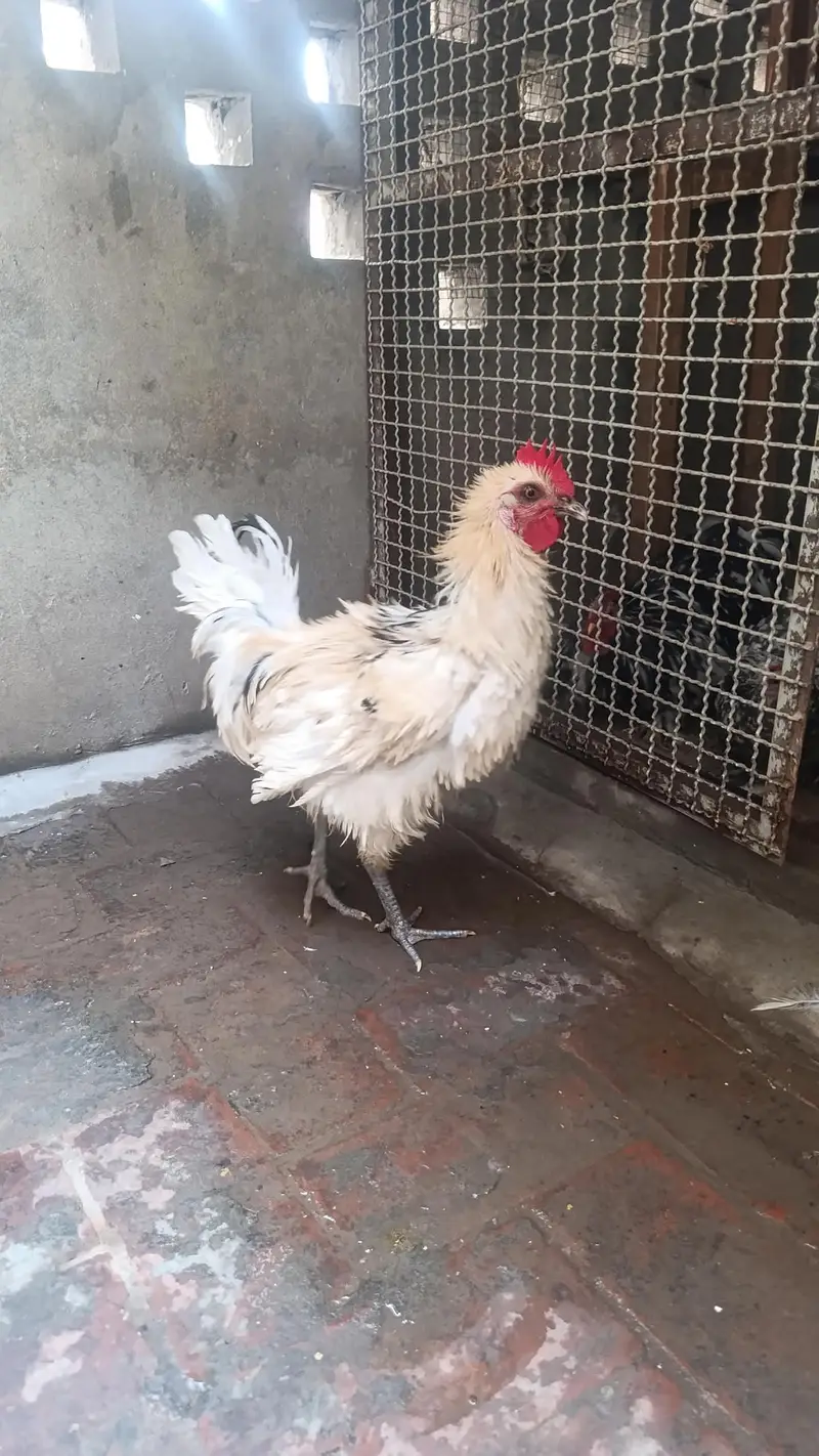 white frizle male dasi aseel cros Age 9 month