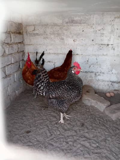 home breed ha Sara aseel ki price 4500 03056377507