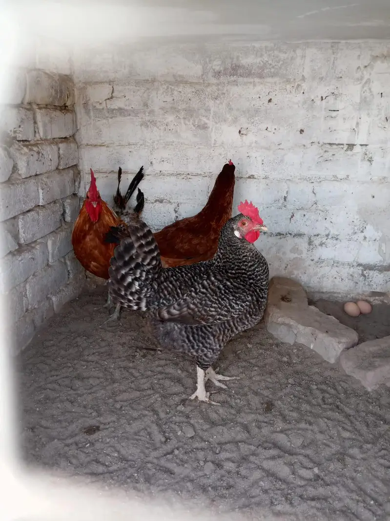 home breed ha Sara aseel ki price 4500 03056377507