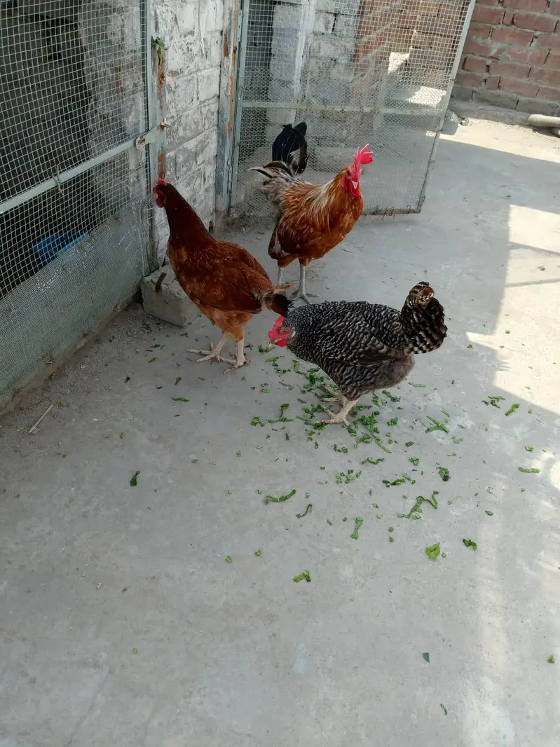 home breed ha Sara aseel ki price 4500 03056377507 — photo 2