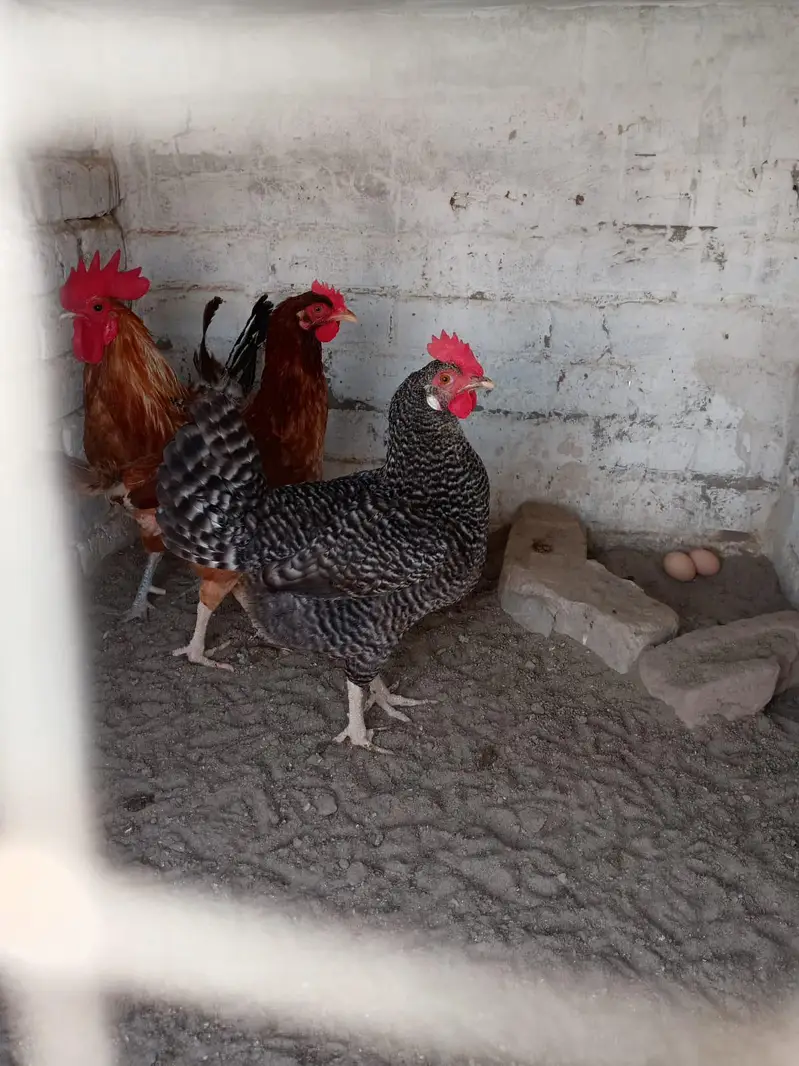 home breed ha Sara aseel ki price 4500 03056377507 — photo 3