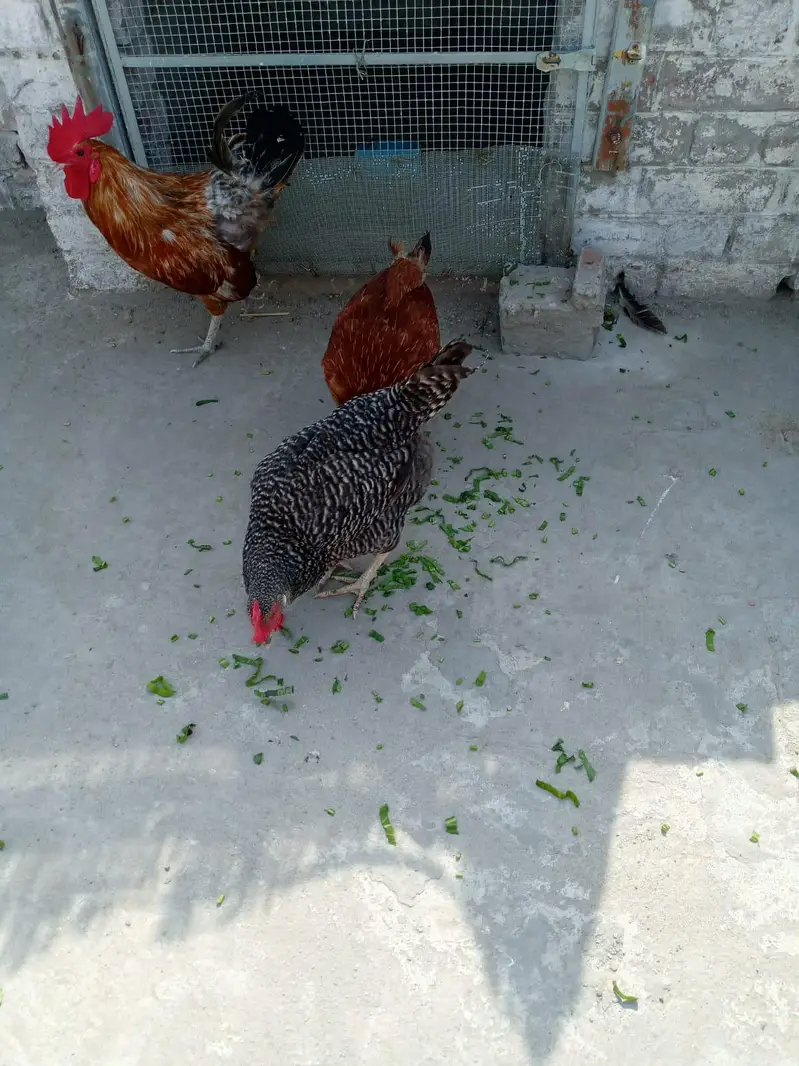 home breed ha Sara aseel ki price 4500 03056377507 — photo 4