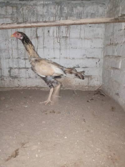 home breed ha Sara aseel ki price 4500 03056377507