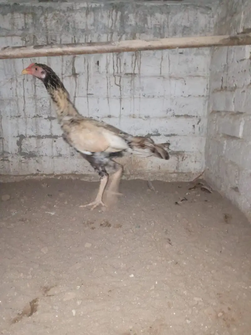 home breed ha Sara aseel ki price 4500 03056377507 — photo 5