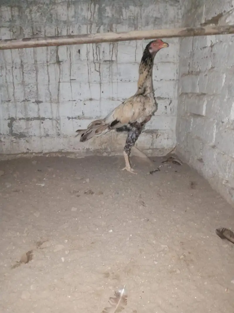 home breed ha Sara aseel ki price 4500 03056377507 — photo 6