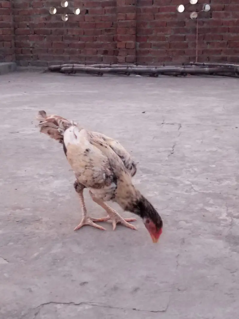home breed ha Sara aseel ki price 4500 03056377507 — photo 7