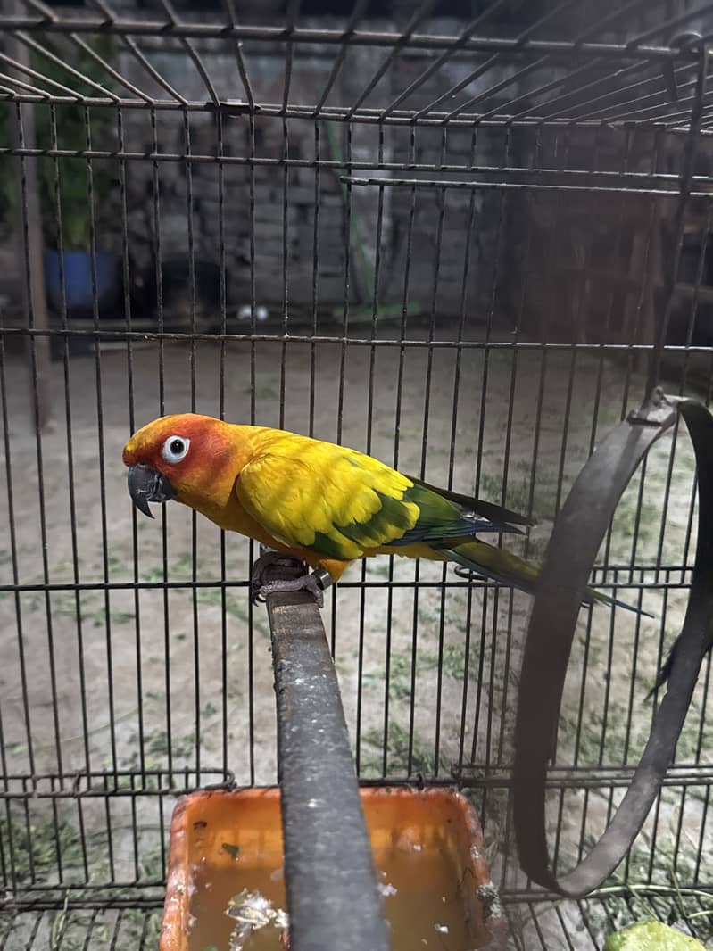 Sunconour 0