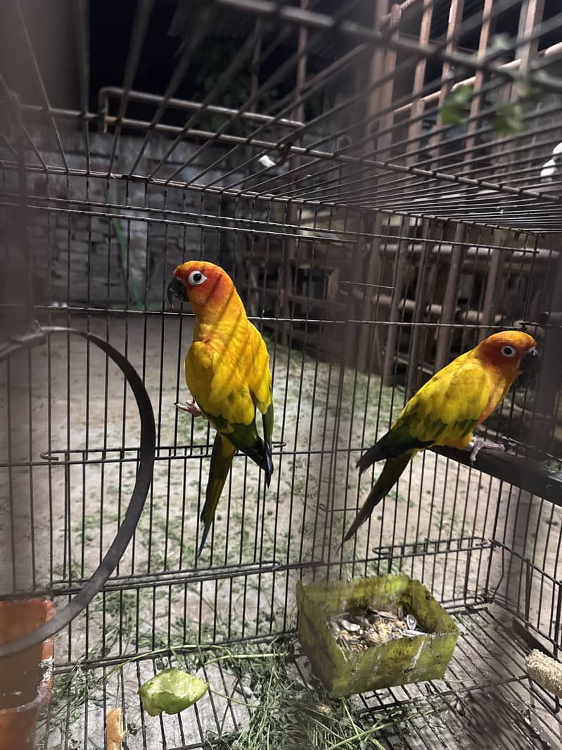 Sunconour 6