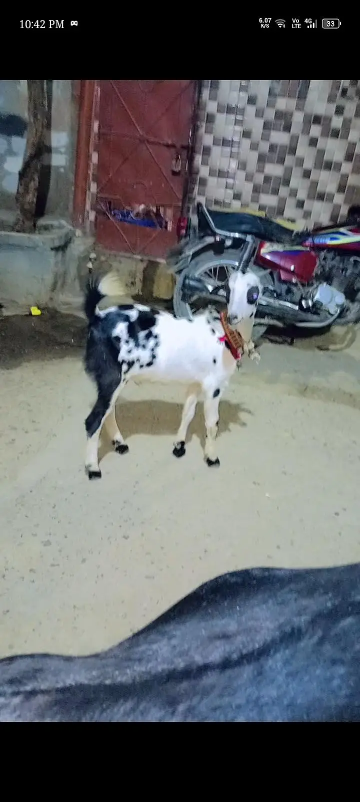 Teddy Bakra male top quality