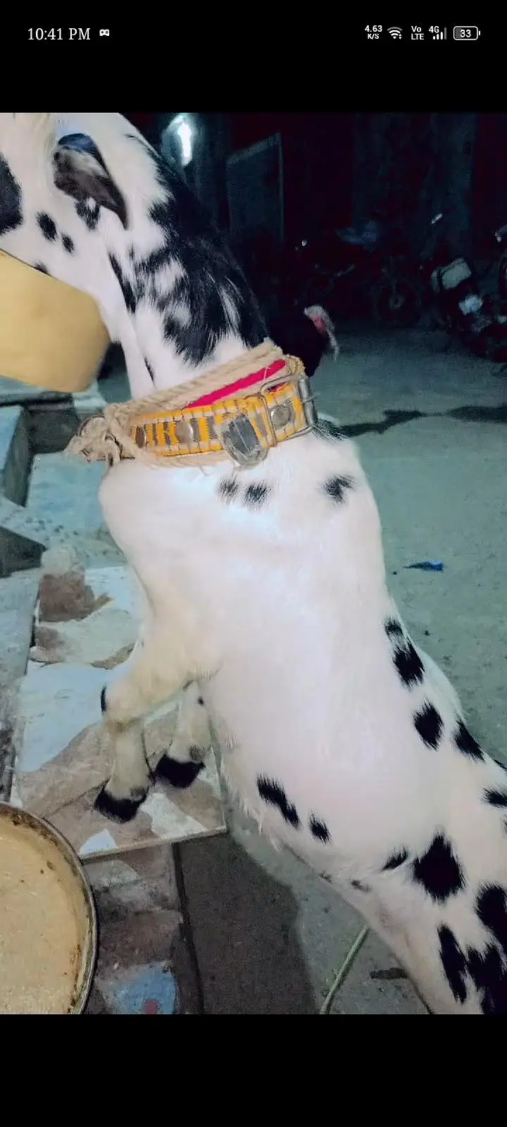 Teddy Bakra male top quality — photo 2