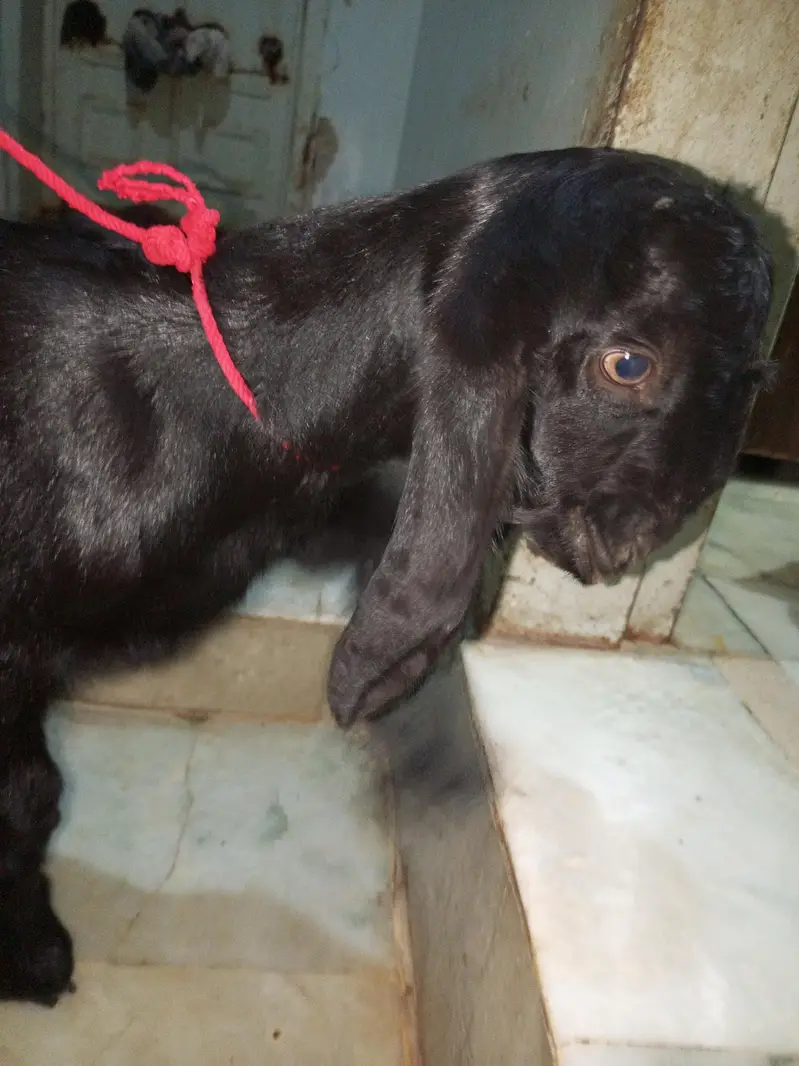 Teddy Bakra male top quality — photo 3
