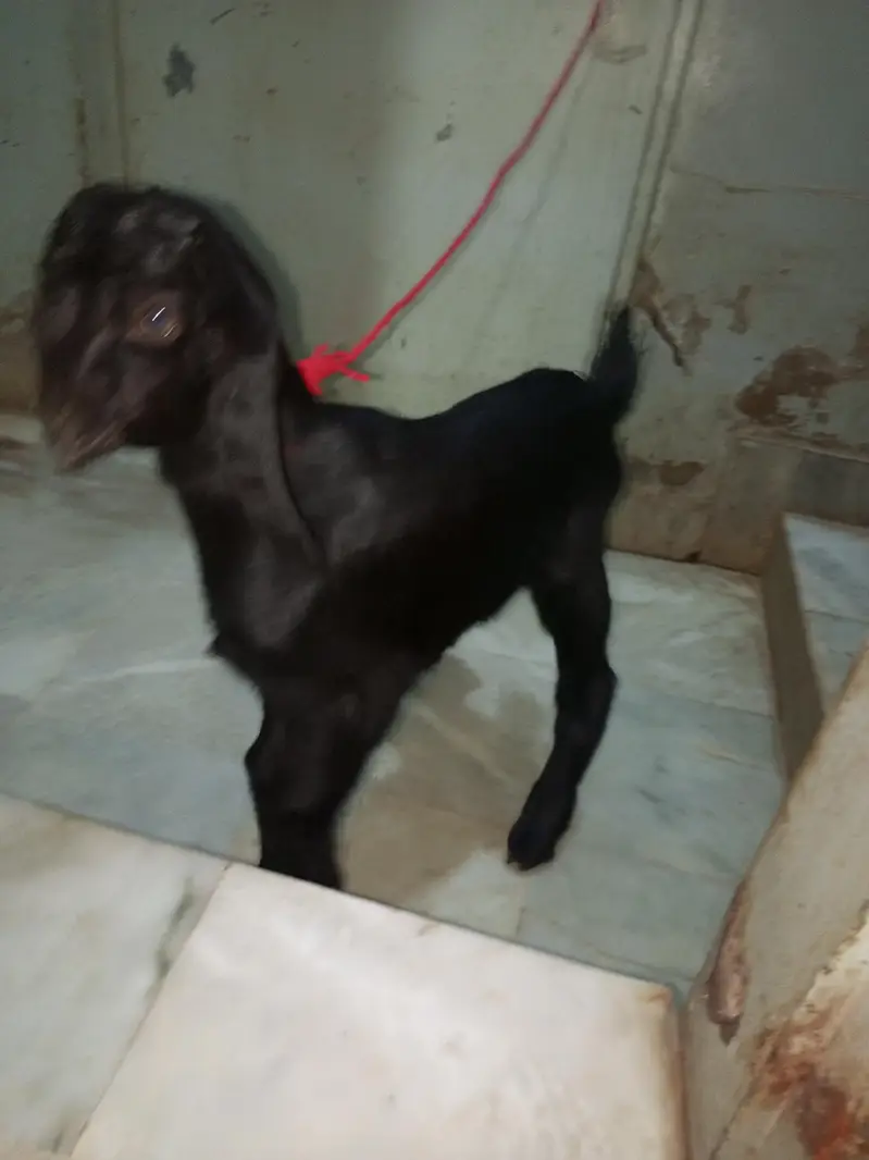 Teddy Bakra male top quality — photo 4