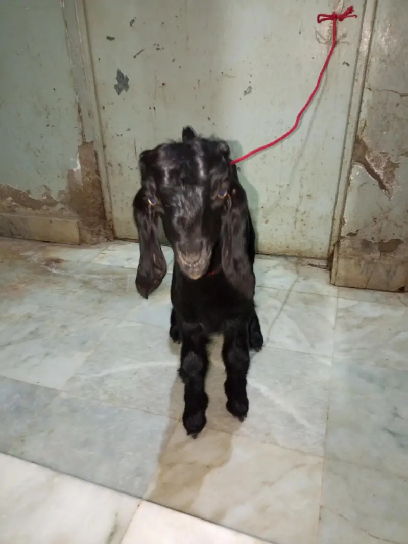 Teddy Bakra male top quality — photo 5