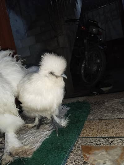 fensi silki murga murgi