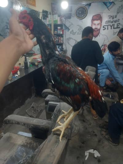 aseel patha for sale urgent
