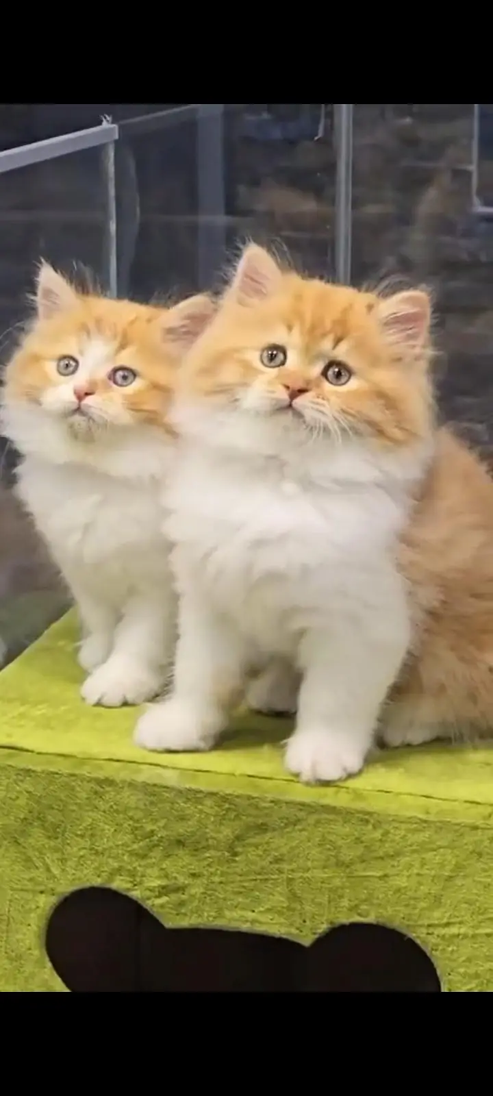 Persian kittens | triple coat | fluffy | 0327//64100//26 — photo 3