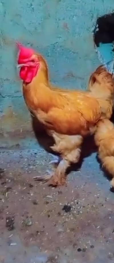 golden buff male buff male