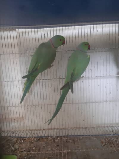 Green Ringneck Breeding Male